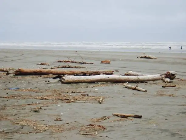 Beach, driftwood