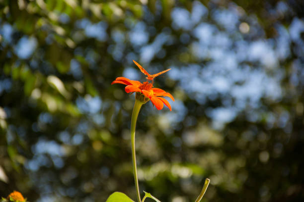 In the city of Cordoba - Argentina you can find this beautiful orange flower, from time to time a butterfly or bee looks for pollen.