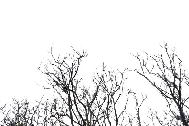 istock Blurred a dead tree with twigs in the forest with white sky background and birds sitting on the top tree 1272486384