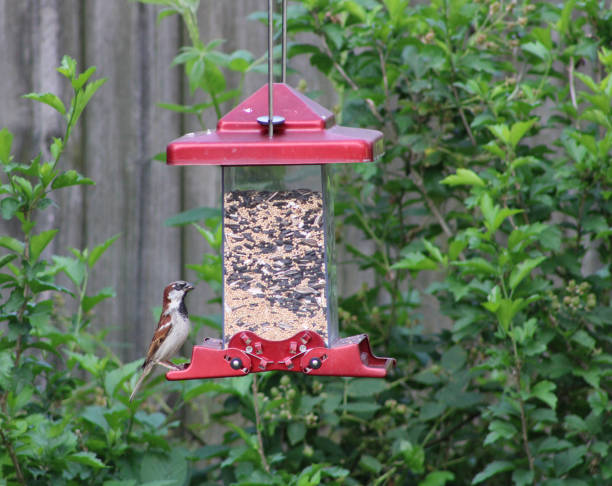 istock Bird at a red bird feeder surrounded by green leaves 1272487080