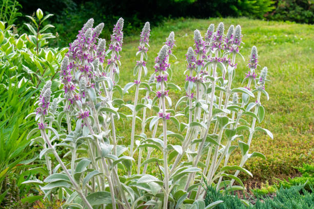 istock Purple and White Flowers on a Front Lawn 1272490465