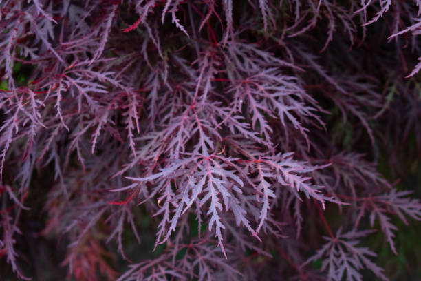 istock A Bush With Thin Purple Leaves