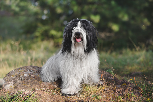Cute Tibetan terrier dog or Tsang Apso sitting on a rock and looking at camera with pine trees in the background. Selective focus, copy space