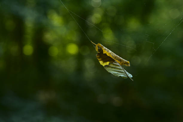 istock A yellow leaf hanging on a spider web with trees out of focus in the background 1272492389