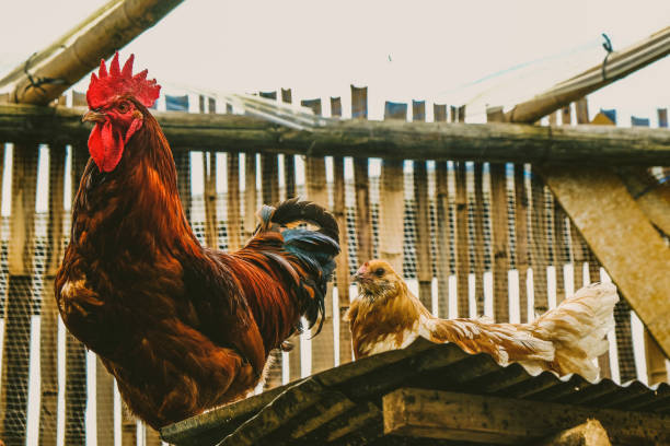 istock Rooster and hen side by side in a bamboo coop 1272492465