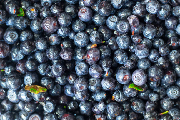 istock Closeup on fresh blueberries with green leaf. Background. Selective focus. 1272493830