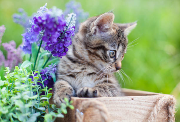 Cute kitten in white background