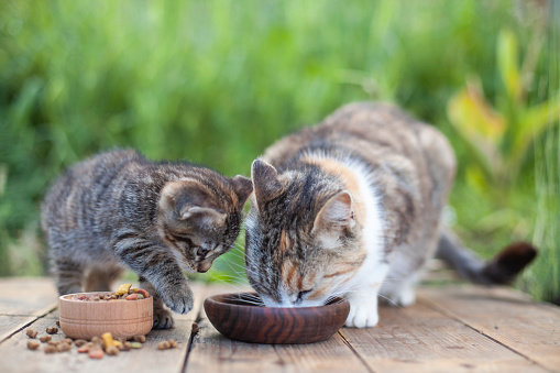 Mother cat and Kitten eating food from wooden cat bowls in spring garden