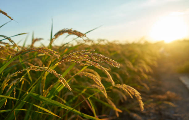 un gran campo de arroz verde con plantas de arroz verde en hileras en valencia puesta de sol. - rice rice paddy farm agriculture fotografías e imágenes de stock