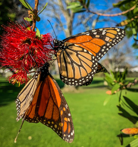 Monarch Butterflies stock photo
