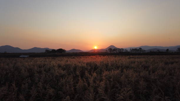 istock Beautiful reed scenery in Suncheon, Jeollanam-do 1272496754