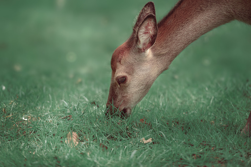 Young deer eating grass close up