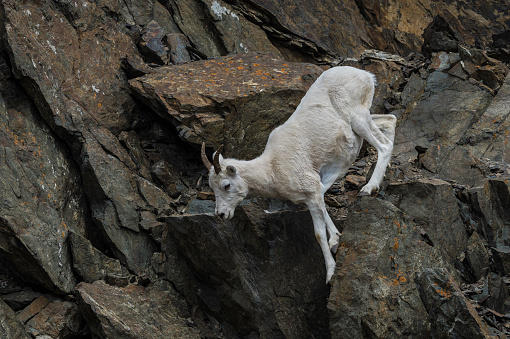 The mountain goat (Oreamnos americanus), also known as the Rocky Mountain goat, is a large hoofed mammal endemic to North America. Chugach State Park, Alaska. On a very steep rock wall.