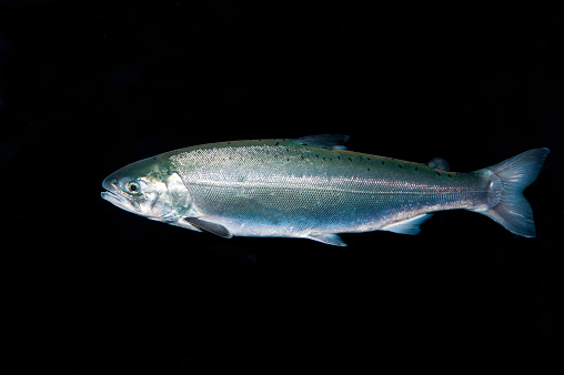 Coho Salmon, Silver Salmon, Oncorhynchus kisutch, Seward, Alaska. Smolt stage.