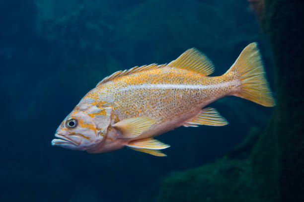 el pez roca canario, sebastes pinniger, es un pez roca de la costa del pacífico, seward, alaska - rockfish fotografías e imágenes de stock