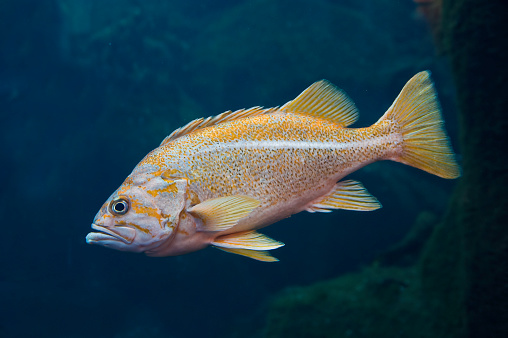 Full body of colorful discus or pompadour fish, Orange gold fish, isolated on white background with clipping path, Amazon river animal, South America pompadour fish.