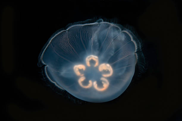 730+ Fotos, Bilder und lizenzfreie Bilder zu Aurelia Aurita iStock