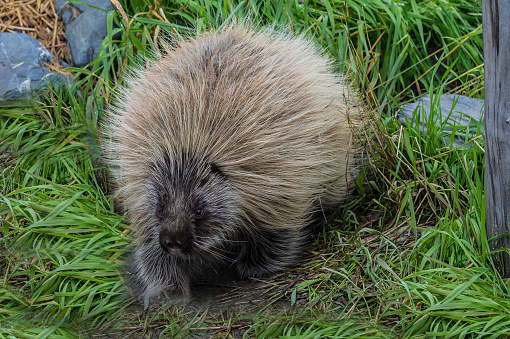 The North American porcupine (Erethizon dorsatum), also known as the Canadian porcupine or common porcupine. Found in Alaska