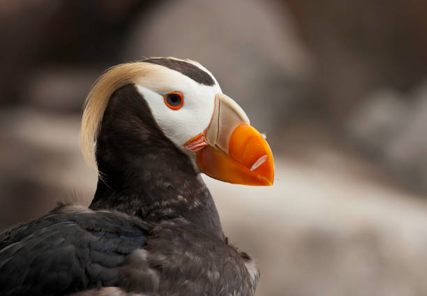 The tufted puffin (Fratercula cirrhata), also known as crested puffin, is a relatively abundant medium-sized pelagic seabird in the auk family (Alcidae). Seward, Alaska. The colorful bill is called a Rhamphotheca.