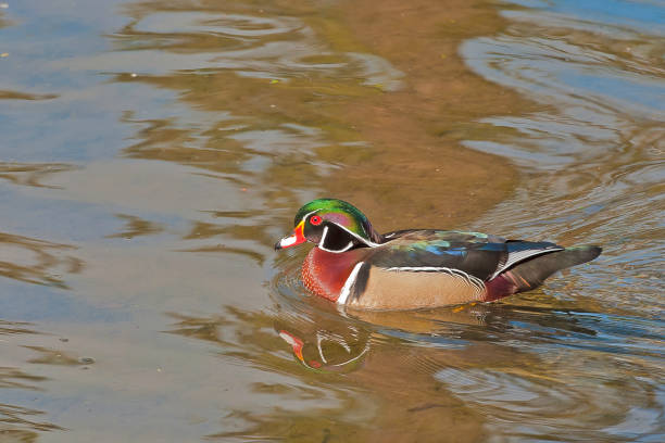 istock Wood Duck, Aix sponsa, Portland, Oregon 1272502451