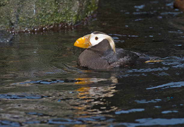 istock The tufted puffin (Fratercula cirrhata), also known as crested puffin, is a relatively abundant medium-sized pelagic seabird in the auk family (Alcidae). Seward, Alaska. The colorful bill is called a Rhamphotheca. 1272502475