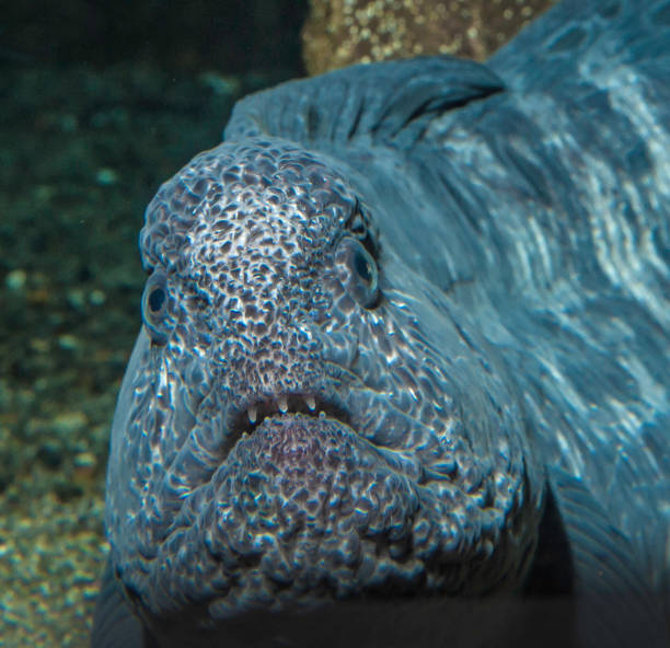 Pacific North West  wolf eel