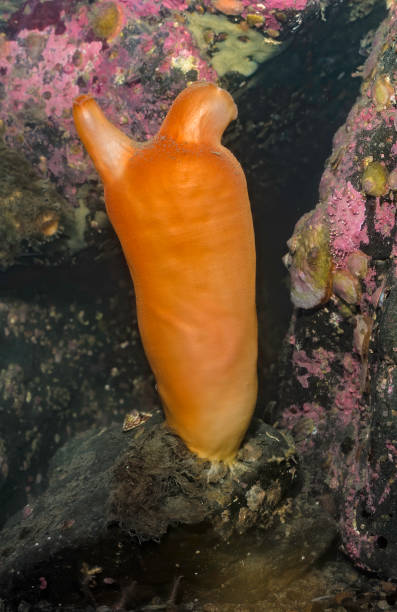 halocynthia aurantium, eller havspersika, är en art i ordningen stolidobranchia, vilket gör dem till en subklassificering av tunikor. - ascidiacea bildbanksfoton och bilder