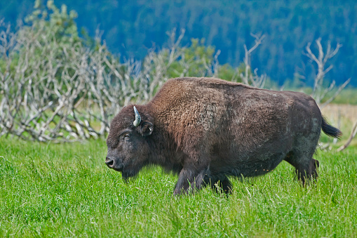 Wood Bison, Bison bison athabascae, Kenai Peninsula, Alaska. Hump in front of the front legs as compared to the Plains Bison.