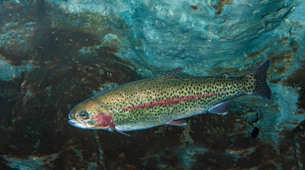 With bright sunshine casting reflections, this rainbow trout is very pretty and elegant as it swims in the clear waters in a Missouri stream. Bokeh