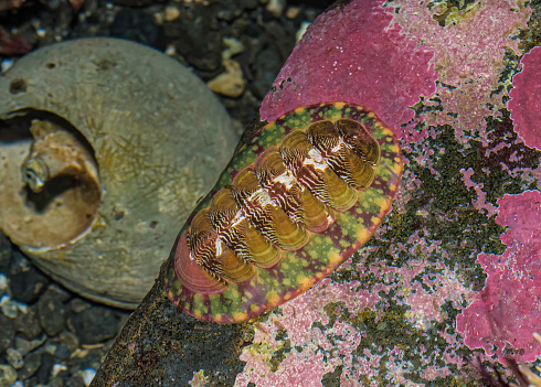 Tonicella insignis, White-lined chiton, or Red chiton, also known as the hidden chiton, belongs to the Tonicellidae family in the class of Polyplacophora, and the phylum of Mollusca. Seward, Alaska.