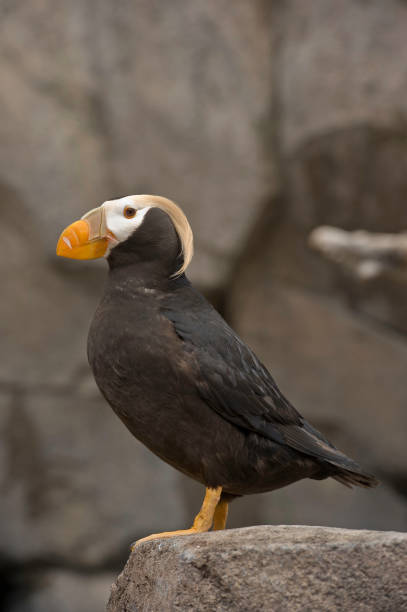 istock The tufted puffin (Fratercula cirrhata), also known as crested puffin, is a relatively abundant medium-sized pelagic seabird in the auk family (Alcidae). Seward, Alaska. The colorful bill is called a Rhamphotheca. 1272502533