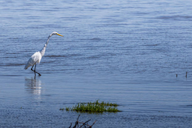 istock Great Egret - Emiquon A1R_9044 1272502542