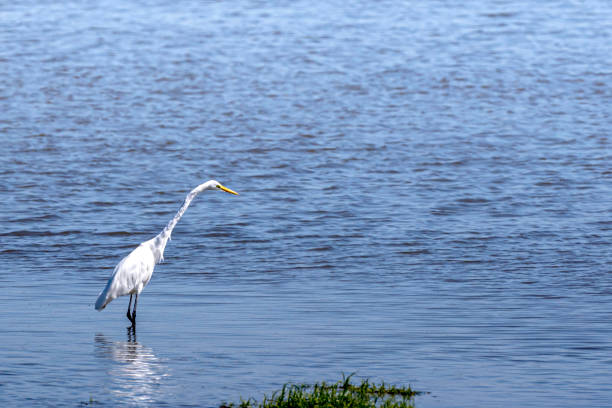 istock Great Egret - Emiquon A1R_9014 1272502544