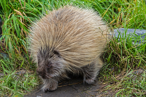 The North American porcupine (Erethizon dorsatum), also known as the Canadian porcupine or common porcupine. Found in Alaska