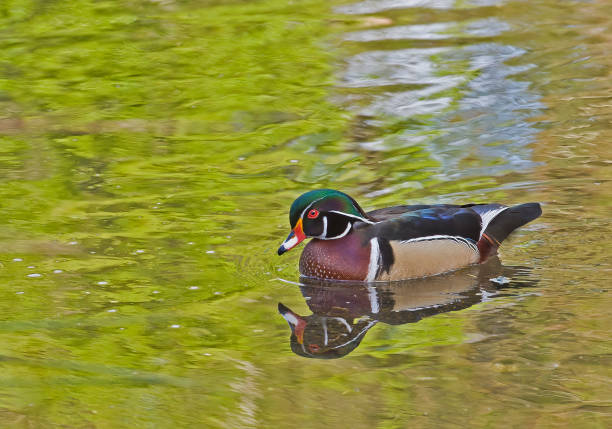 istock Wood Duck, Aix sponsa, Portland, Oregon 1272502557