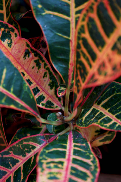 istock A colorful plant 1272506195
