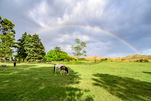 Mare and foal grazing in Argentine estancia pasture with Sierras Chicas hills and rainbow in background.
