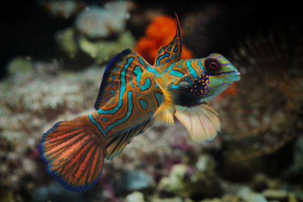 beautiful indonesia marine fish