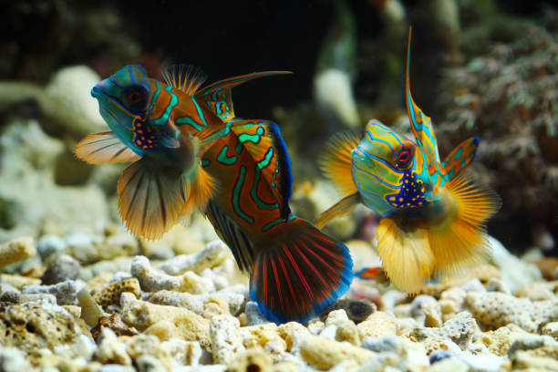 istock Mandarinfish or Mandarin dragonet 1272507771