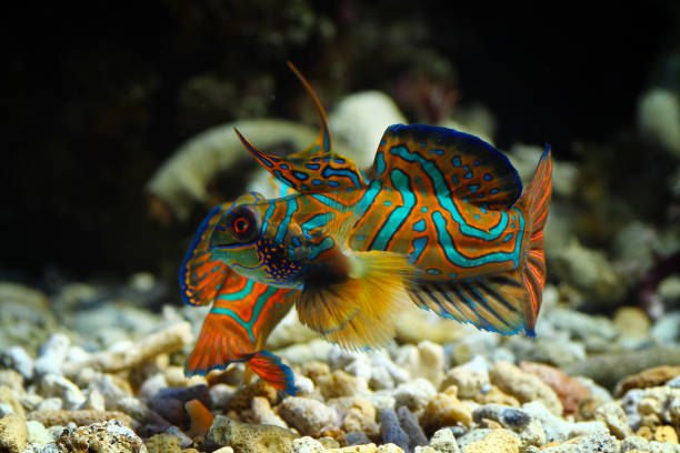 istock Mandarinfish or Mandarin dragonet 1272507794