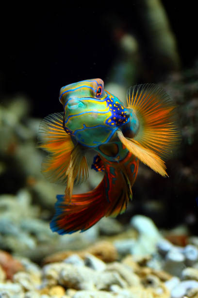 istock Mandarinfish or Mandarin dragonet 1272507796