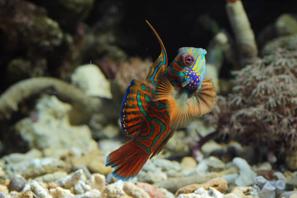 istock Mandarinfish or Mandarin dragonet 1272507824