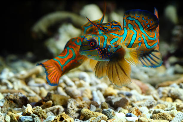 istock Mandarinfish or Mandarin dragonet 1272507860
