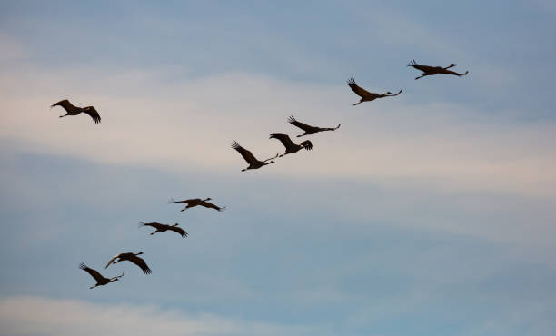 istock Flock of cranes in flight 1272509938