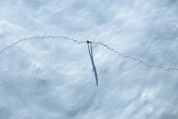 istock Aerial View On Mountain Hiker 1272511858
