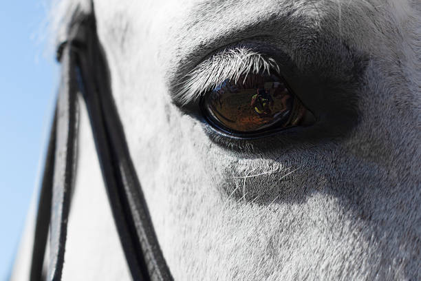 beautiful white horse close up.