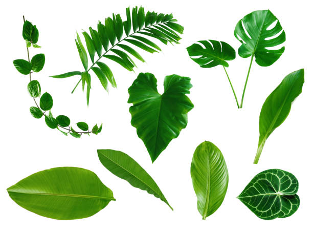 istock abstract green leaf texture, nature background, tropical leaf 1272513325