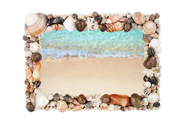 istock Sea shells frame white background isolated closeup seashells border, blue wave texture, sand beach, turquoise ocean water, summer holidays postcard, tropical island vacation, travel banner, copy space 1272513903