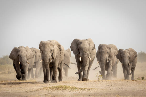 große elefantenherde zu fuß in staub in savuti in botswana - tiergruppe stock-fotos und bilder