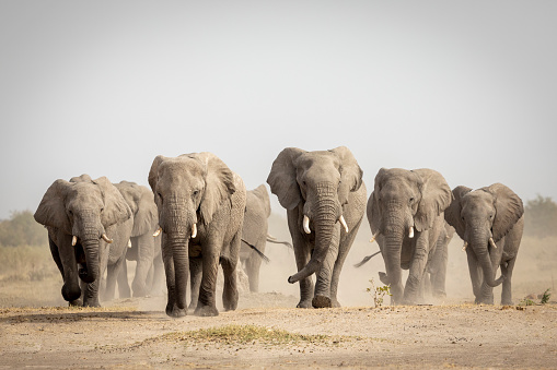 Gran rebaño de elefantes caminando en polvo en Savuti en Botswana photo